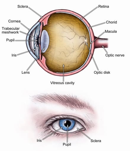 Anatomy Of The Eye | Boston Eye Physicians & Surgeons