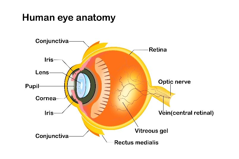 Light Adjustable Lens - Boston Eye Physicians and Surgeons