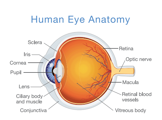 Retina disease detection, prevention and treatment in West Palm Beach and Jupiter, FL