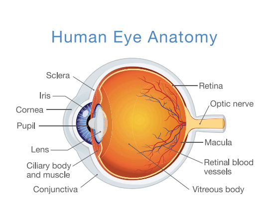 Corneal Crosslinking and Corneal Transplants in West Palm Beach and Jupiter, FL