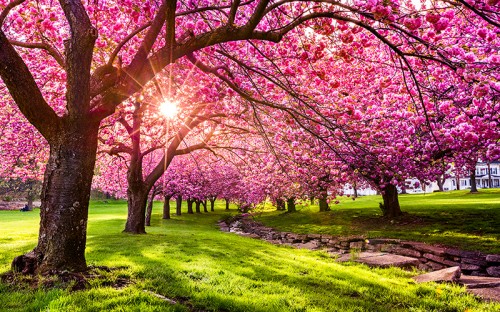 Spring landscape photo with cherry blossoms